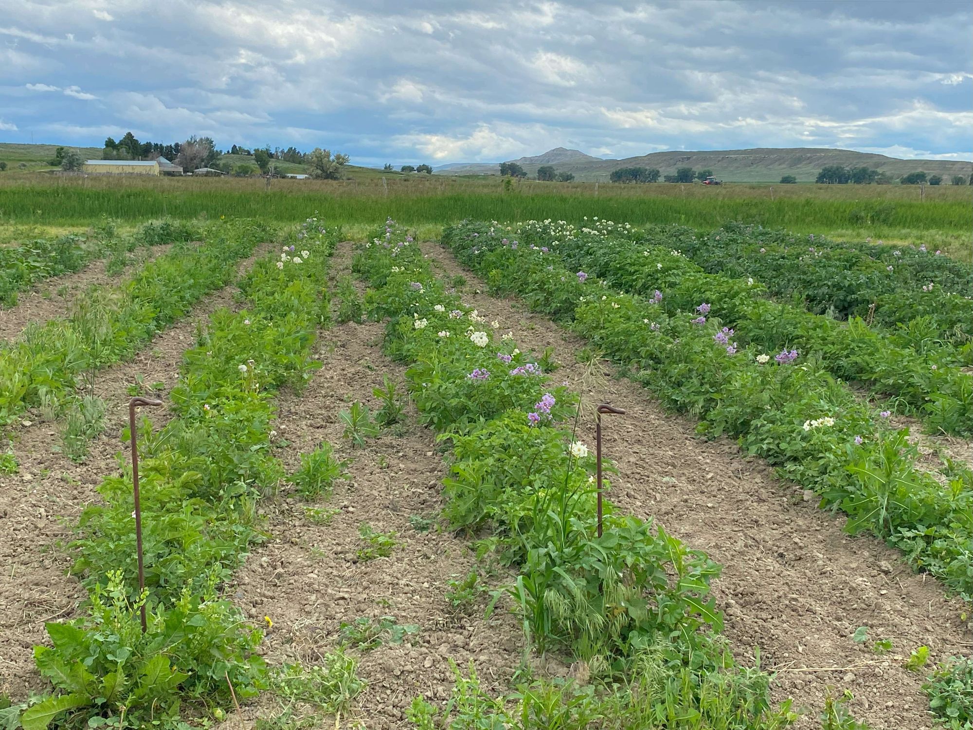 Farm & Orchard With Large, HighEnd Farmhouse