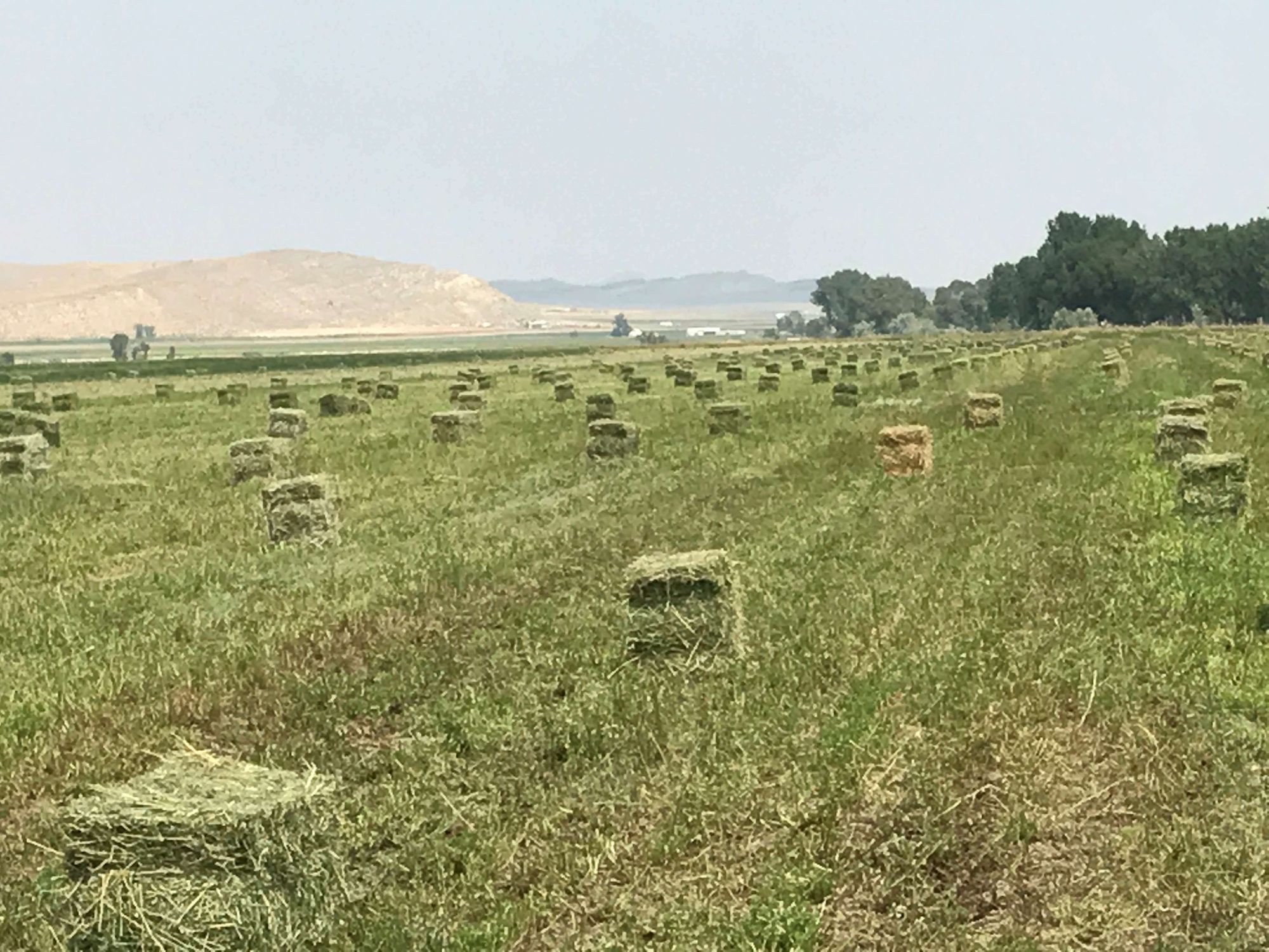 Farm & Orchard With Large, HighEnd Farmhouse