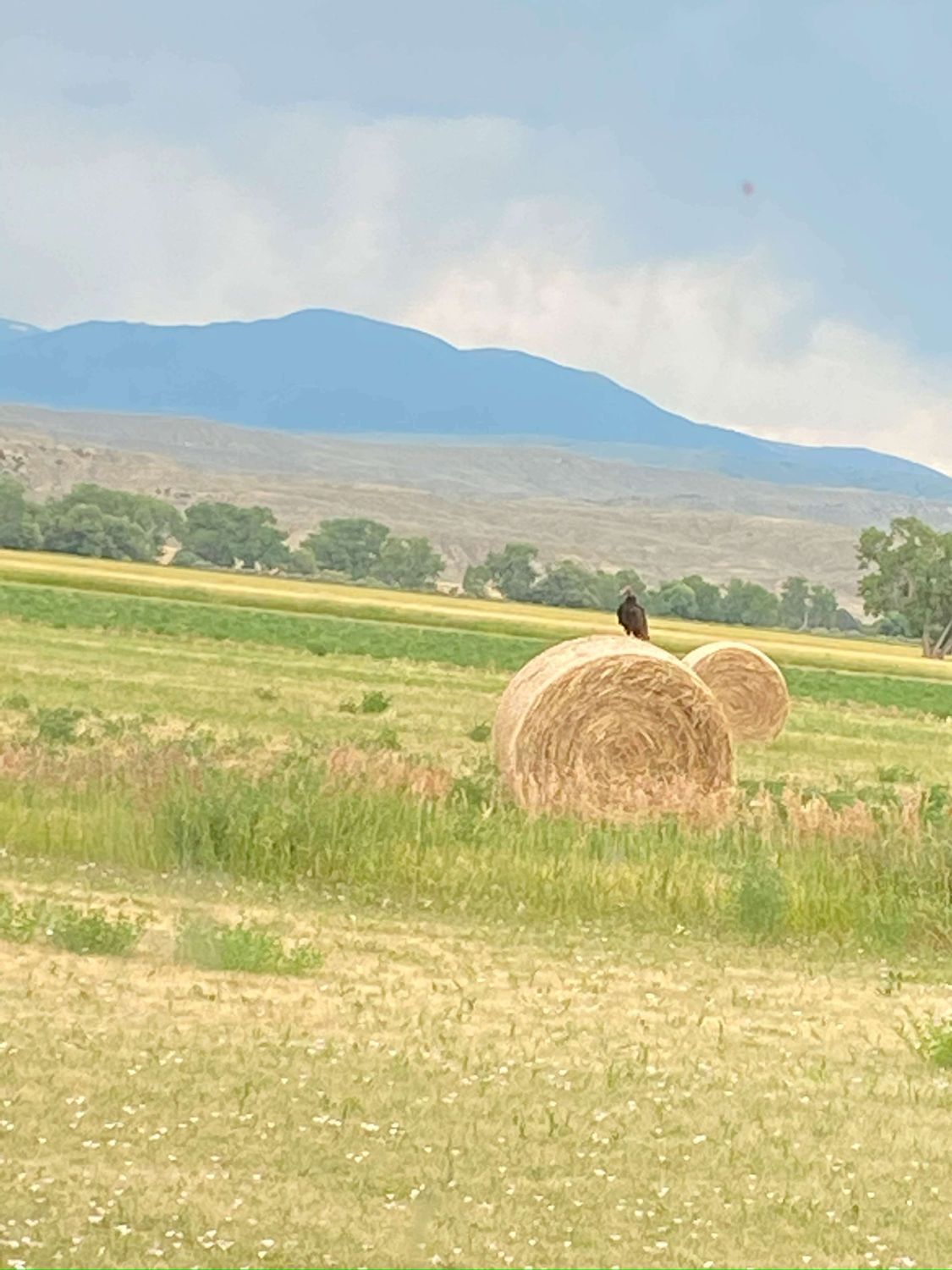 Farm & Orchard With Large, HighEnd Farmhouse