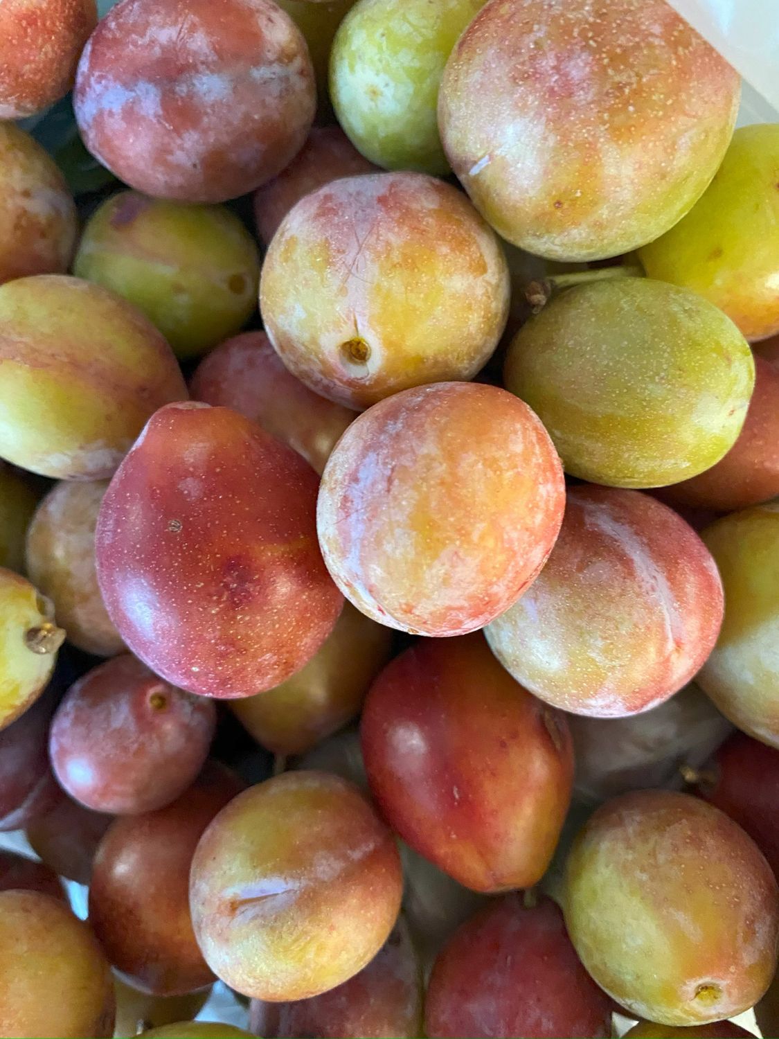 Farm & Orchard With Large, HighEnd Farmhouse